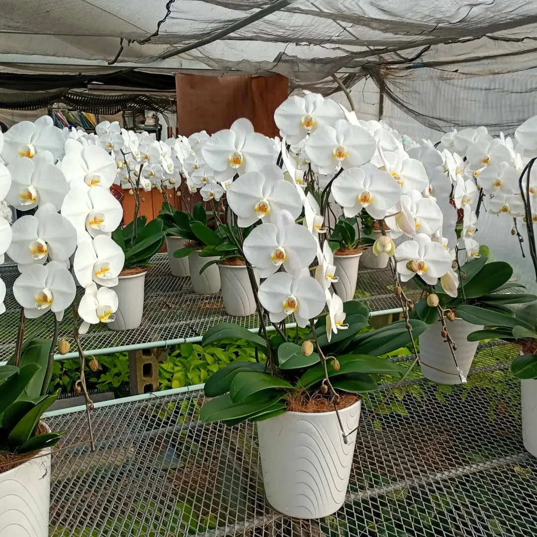 胡蝶蘭を農家に買いに来ています。