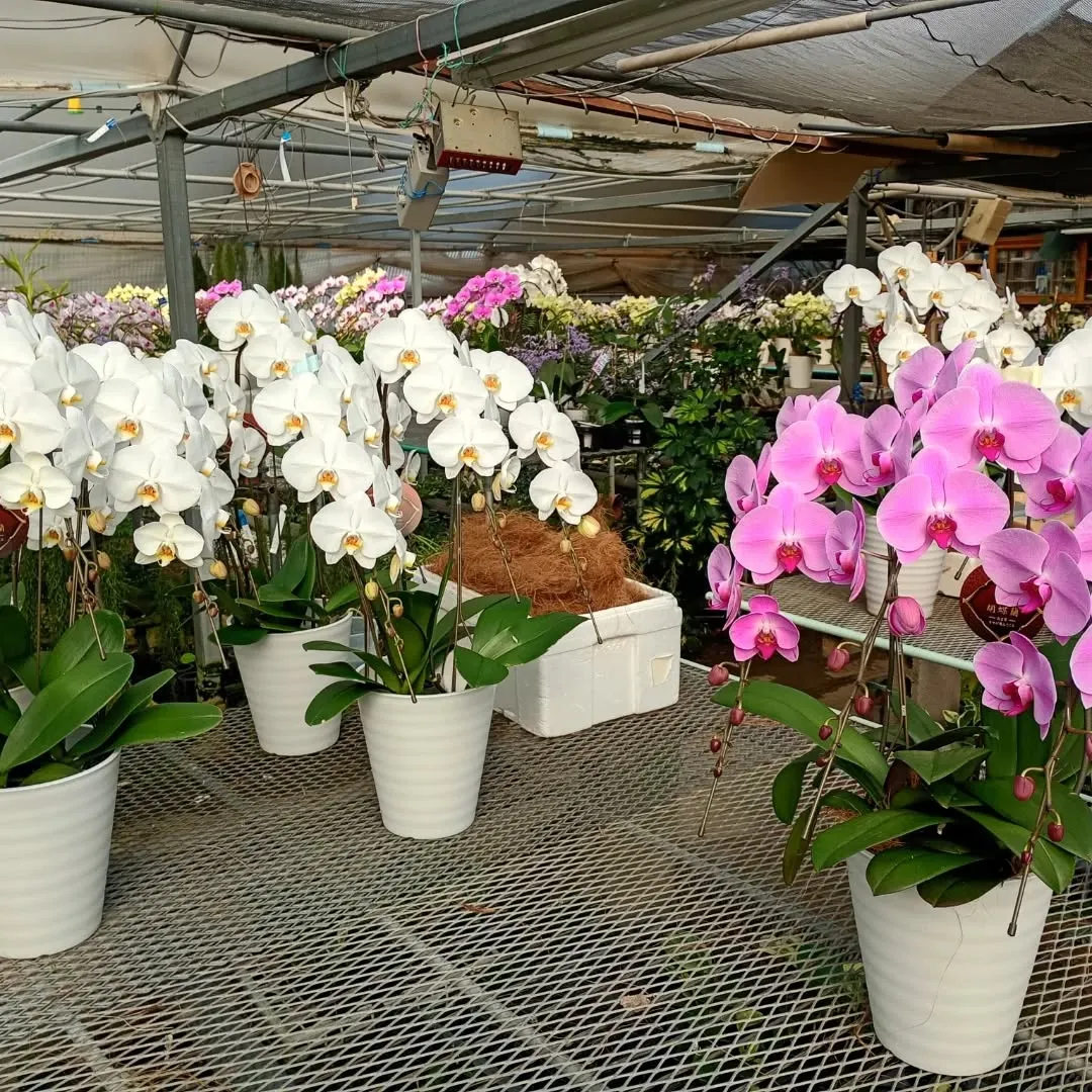 胡蝶蘭を農家に買いに来ています。